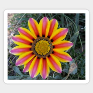 Gazania 4 Sticker